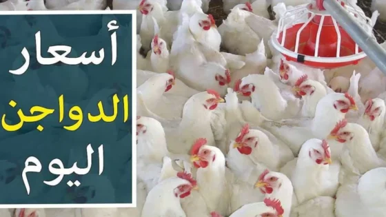 أسعار الفراخ البيضاء في بورصة الدواجن اليوم الجمعة 12 يناير 2024