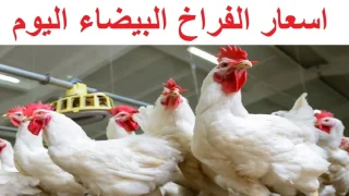 أسعار الدواجن اليوم السبت 24 فبراير 2024: ثبات نسبي مع توقعات بانخفاضها خلال الأسبوع القادم