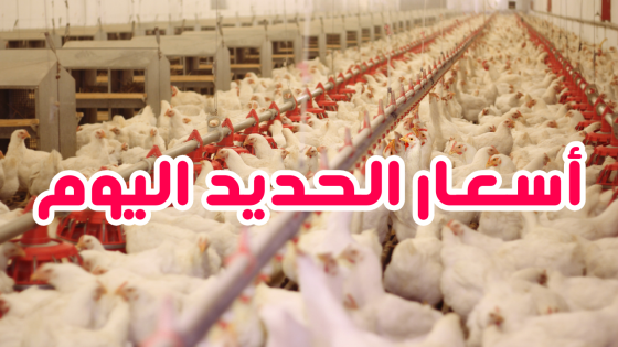 أسعار الدواجن والبيض اليوم الخميس 15 مارس 2024