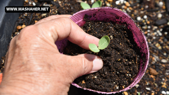The Backyard Gardening Method That Maximizes Every Inch